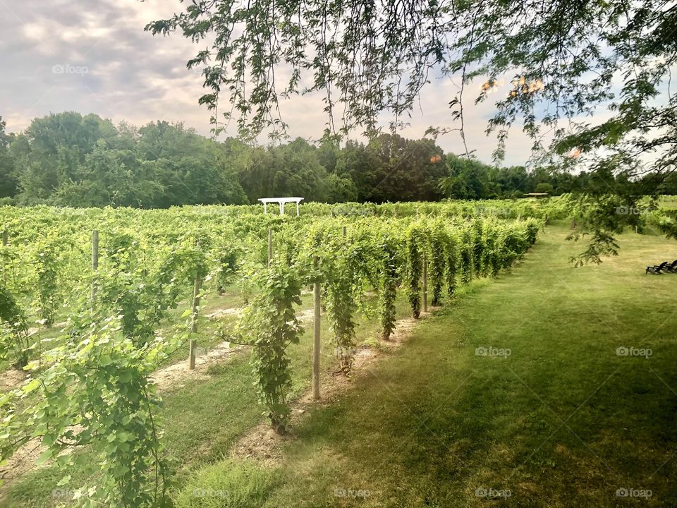 One of many beautiful vineyards in the Midwest 