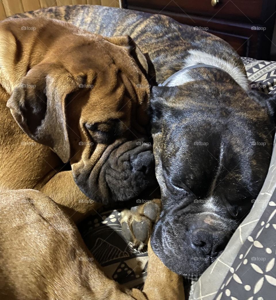 Sleeping beauties 🤭