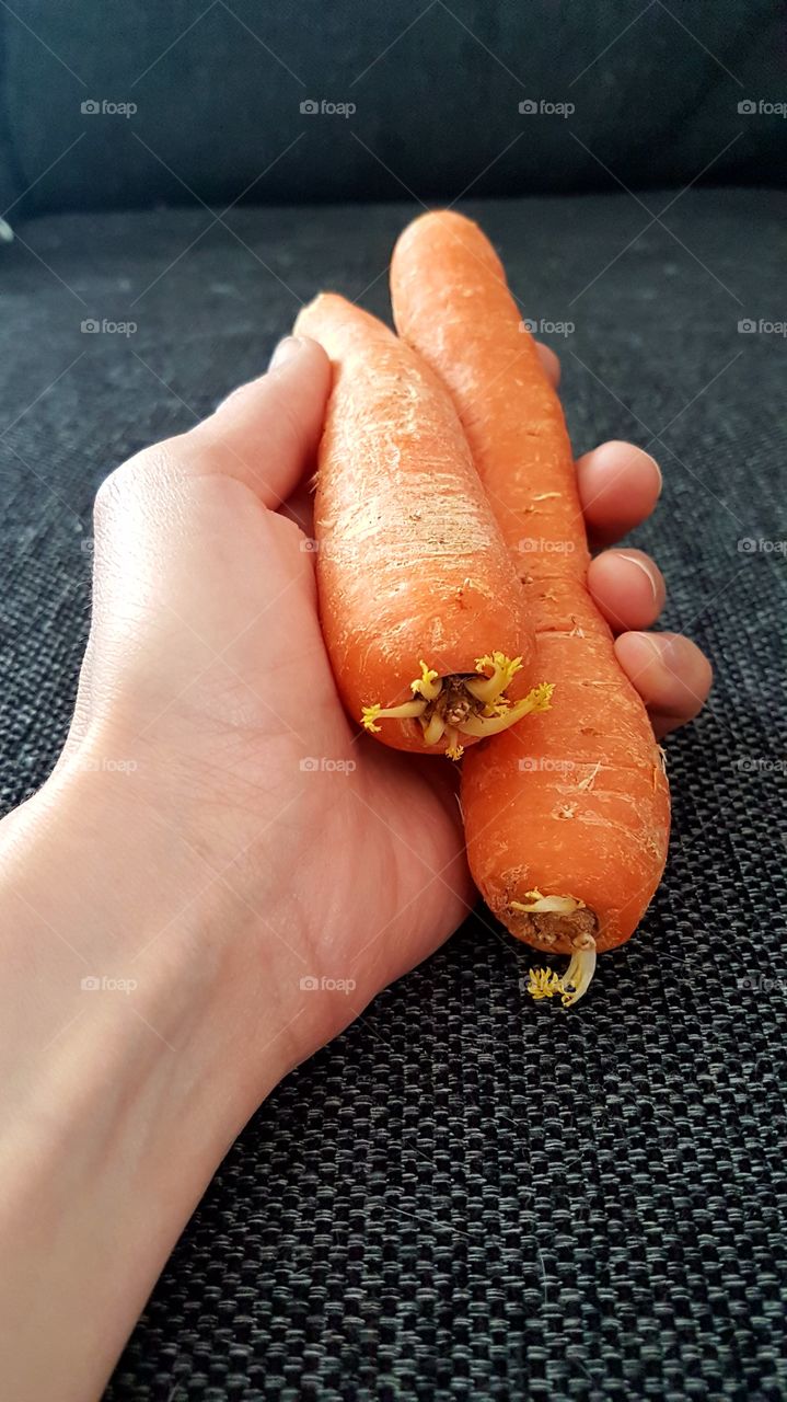 Holding carrots