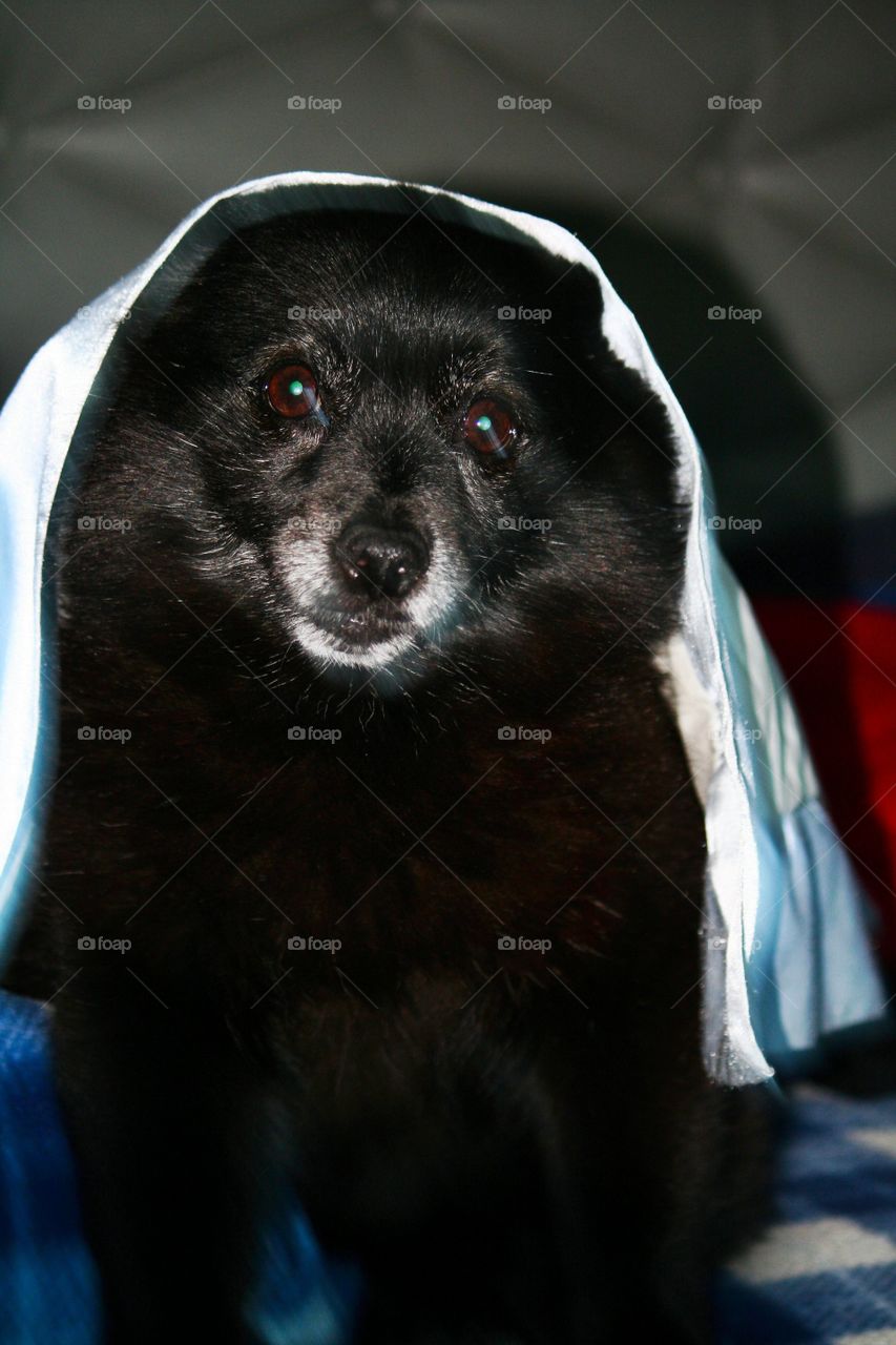Blanket Monster. A pup enjoying a game under the blankets.
