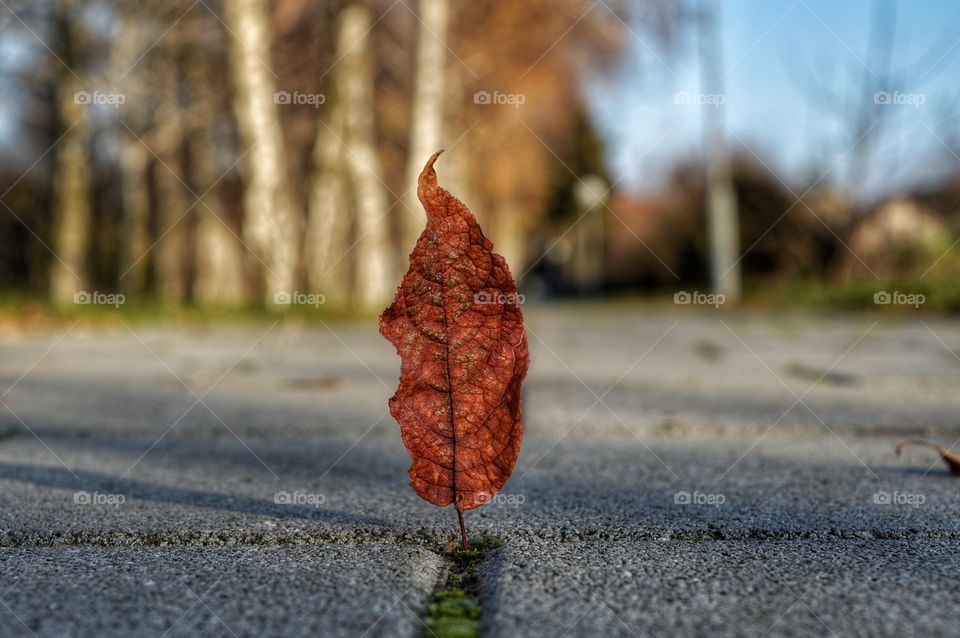Fall, Nature, Winter, Tree, Wood