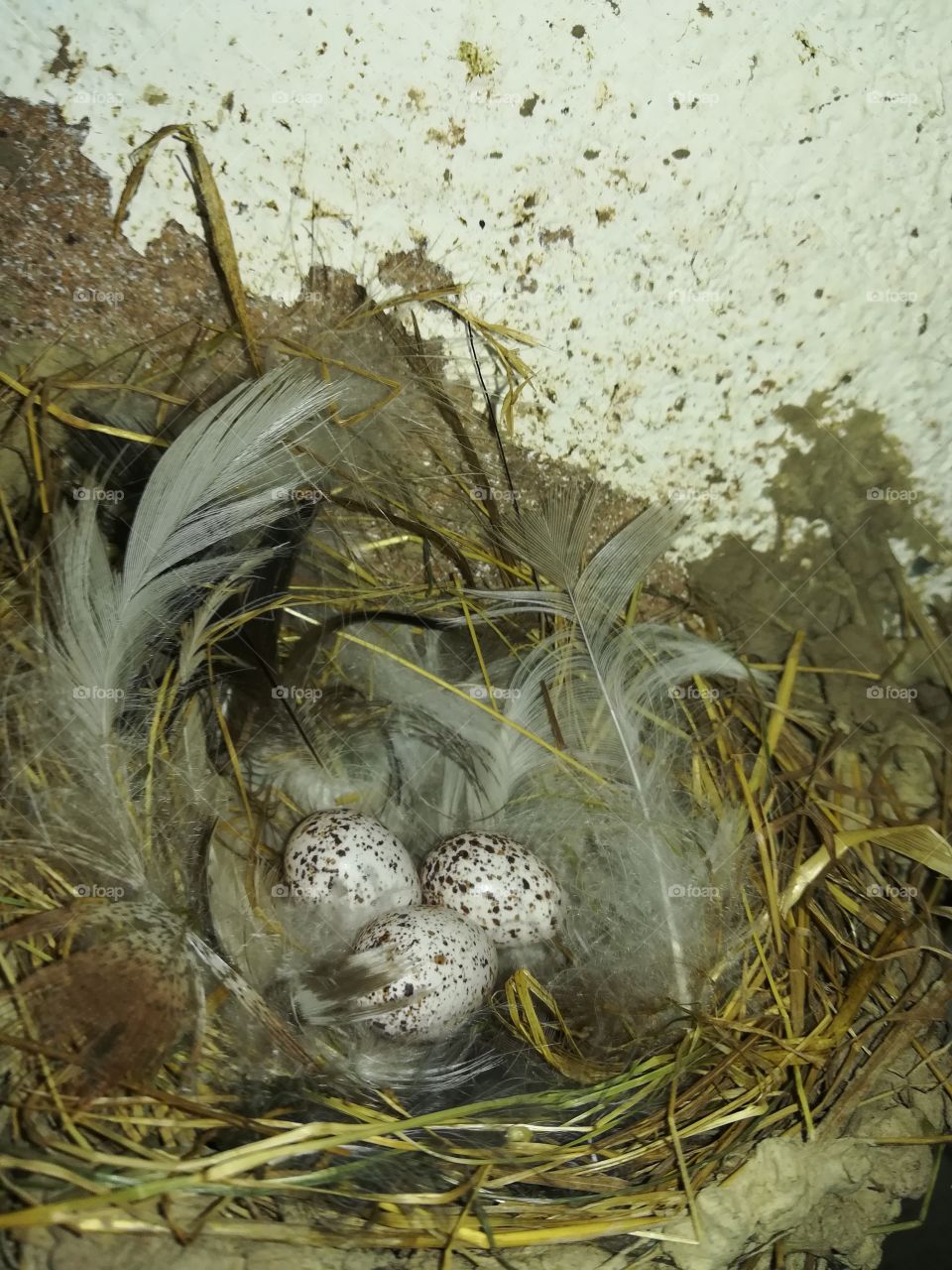 Schwalben Nest Vogel Eier