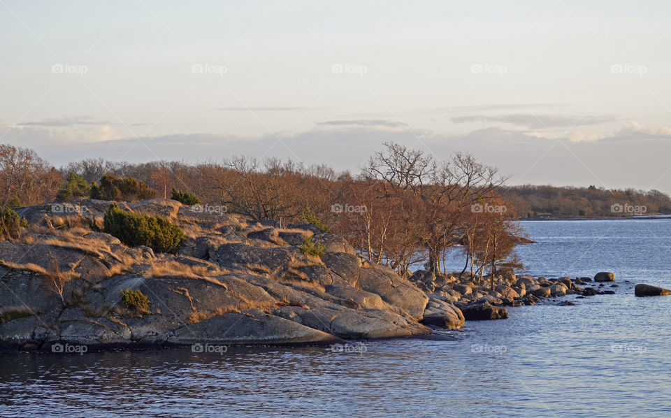 Trees on rocky coastline