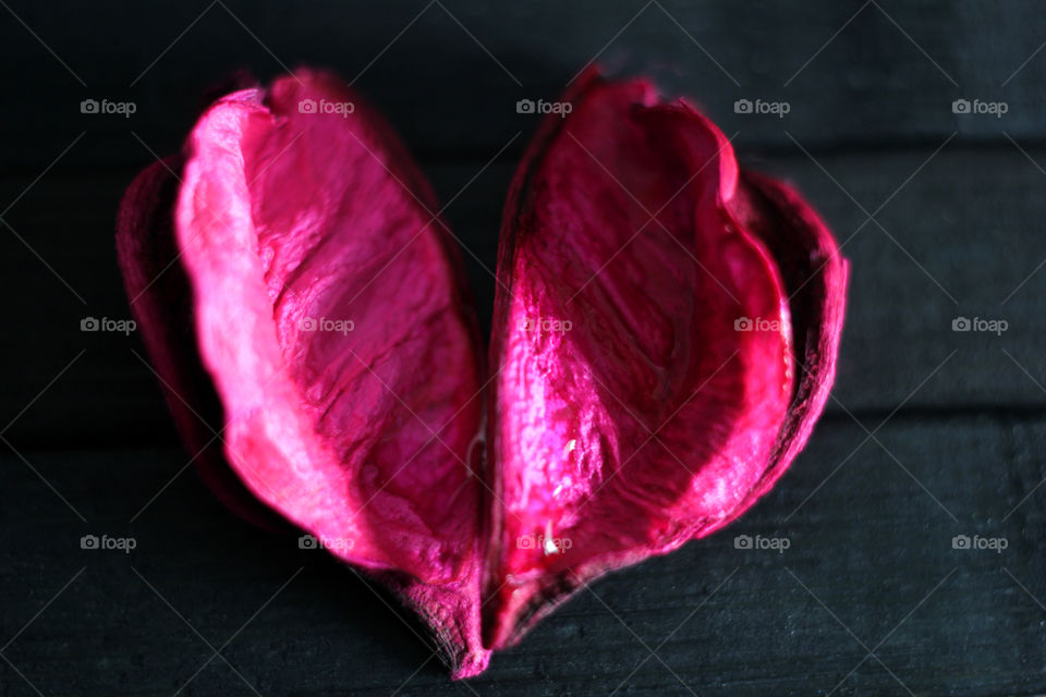 Pink dry petal of a flower, macro