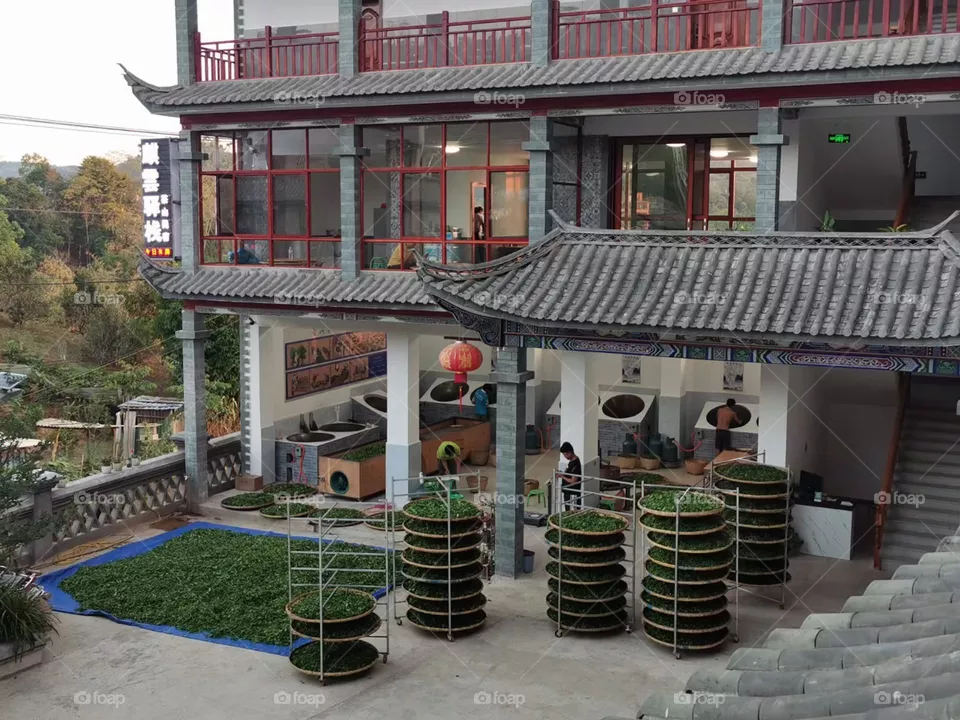 Tea Factory