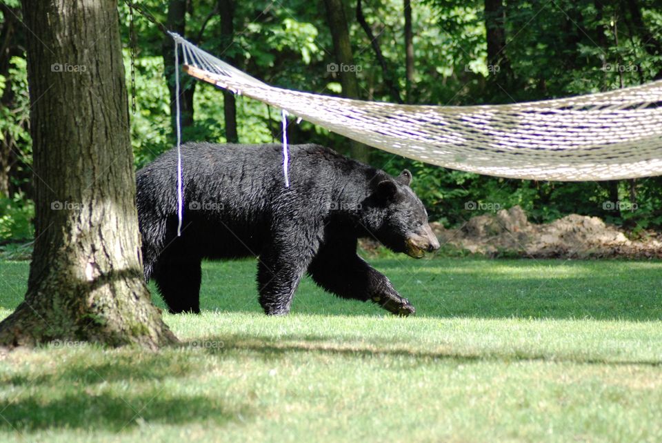 Just glad no one was sleeping in the hammock 