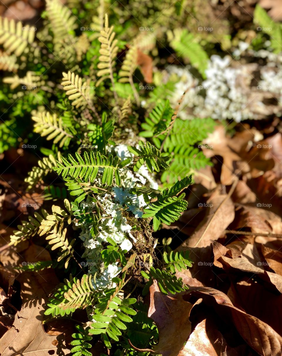 Closeup of green ferns and white fungi on decaying tree limb 