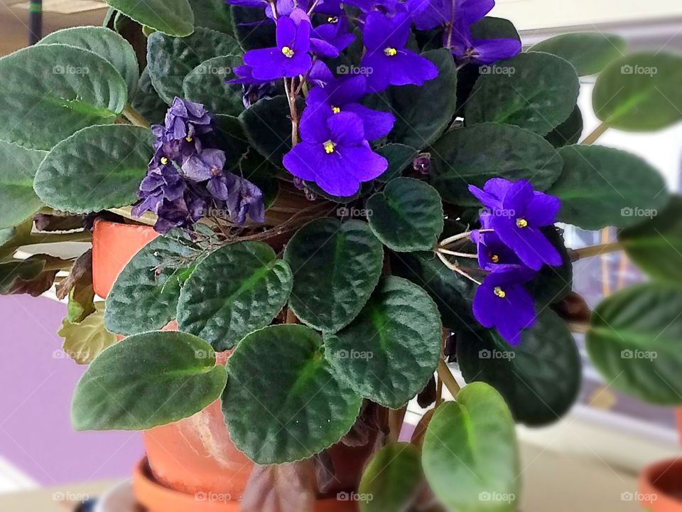 African violet