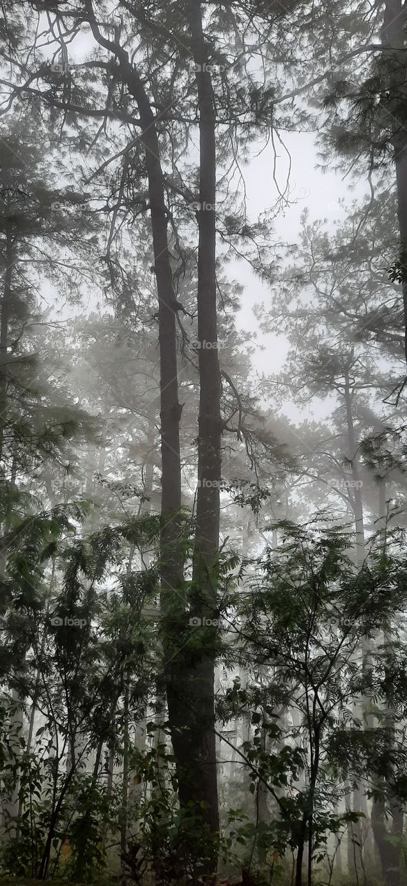 Morning fog, tall tree.