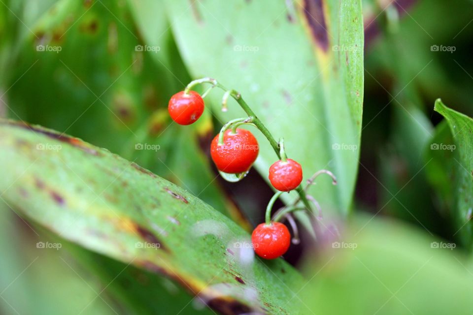 Berries on lily of the valley