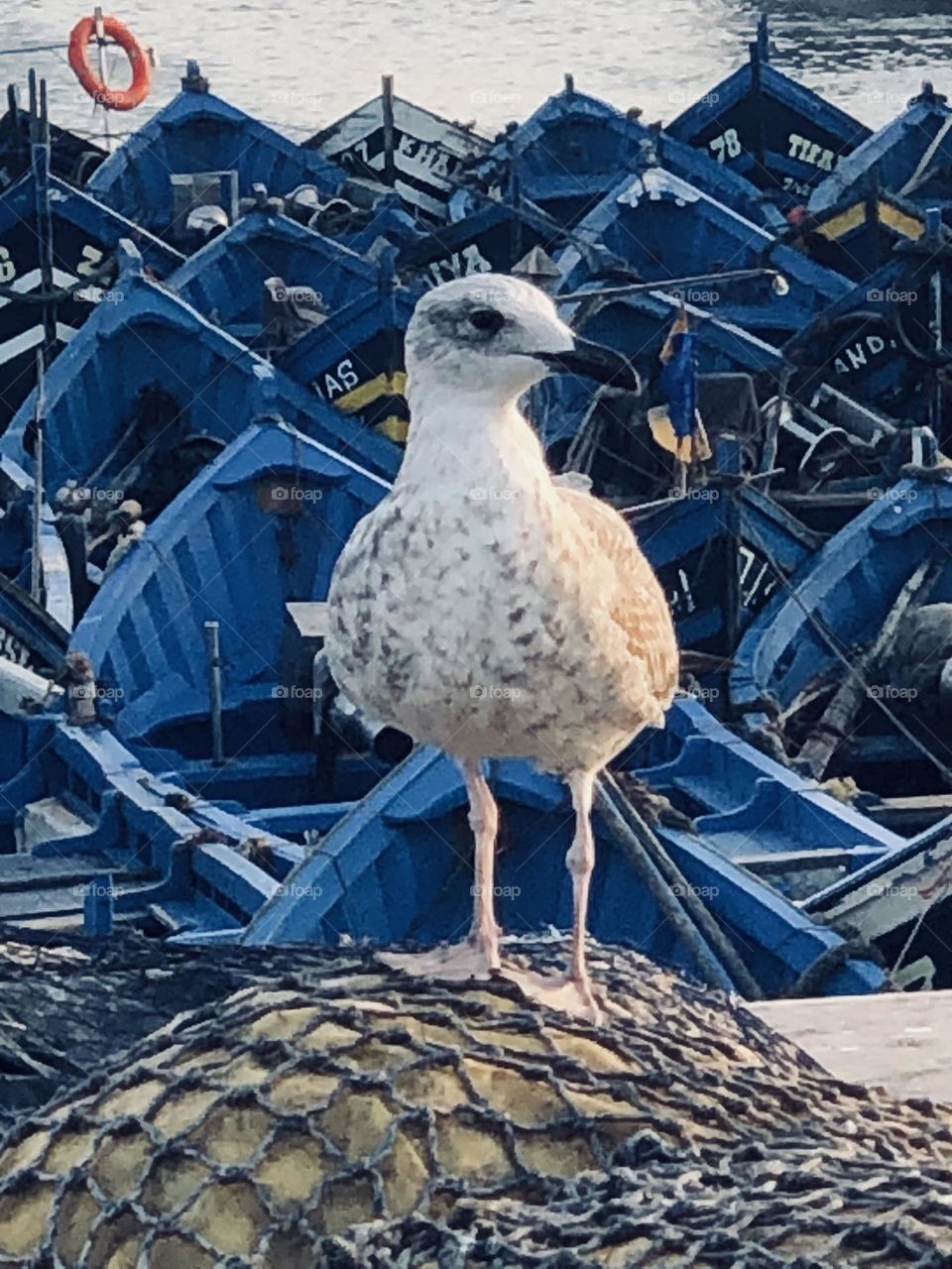 Beautiful seagull near the blue boats in harbour at essaouira city in morocco.