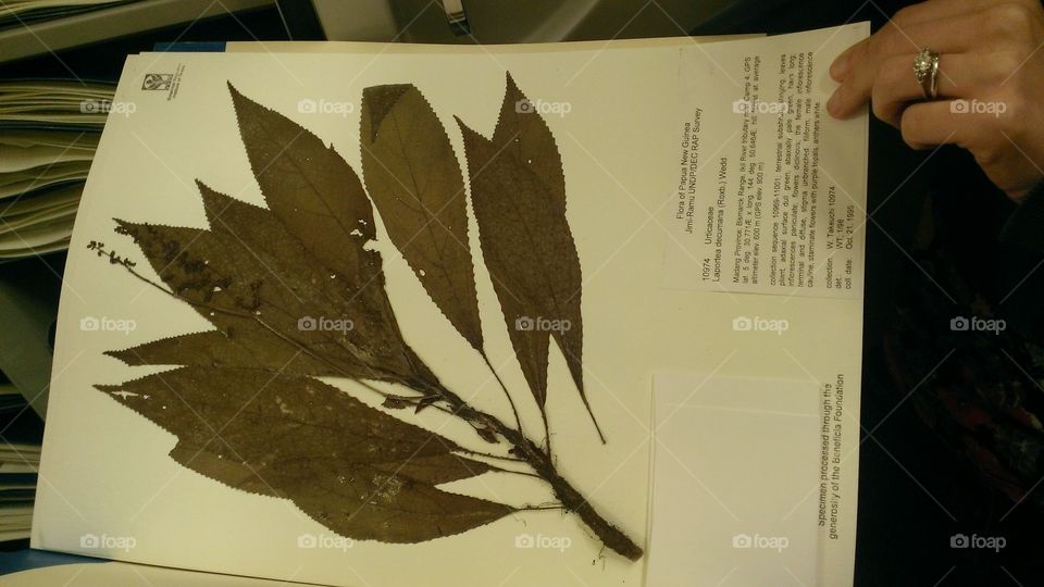 Flora Specimen. A sample of flora from Papua New Guinea from the archives at the herbarium.
