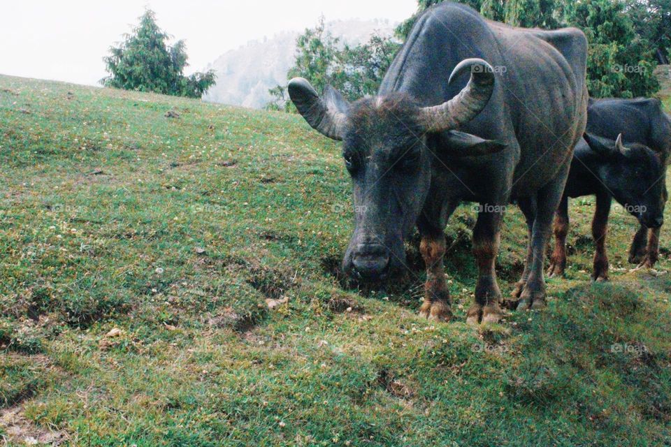 Buffalo giving pose for the photo.