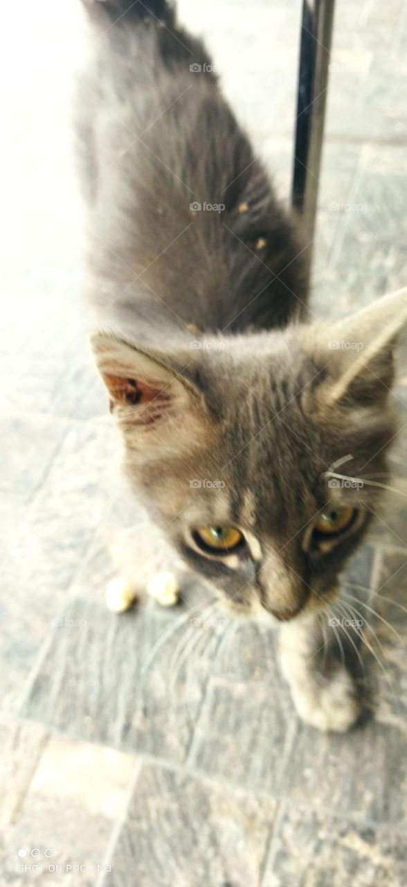 Beautiful grey cat looking at camera.