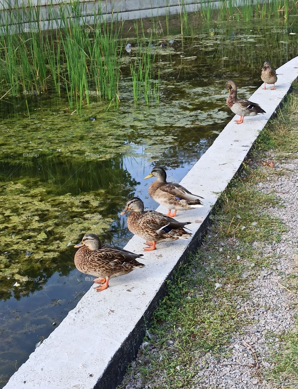Birds & Bees - Nature in Motion. Ducks