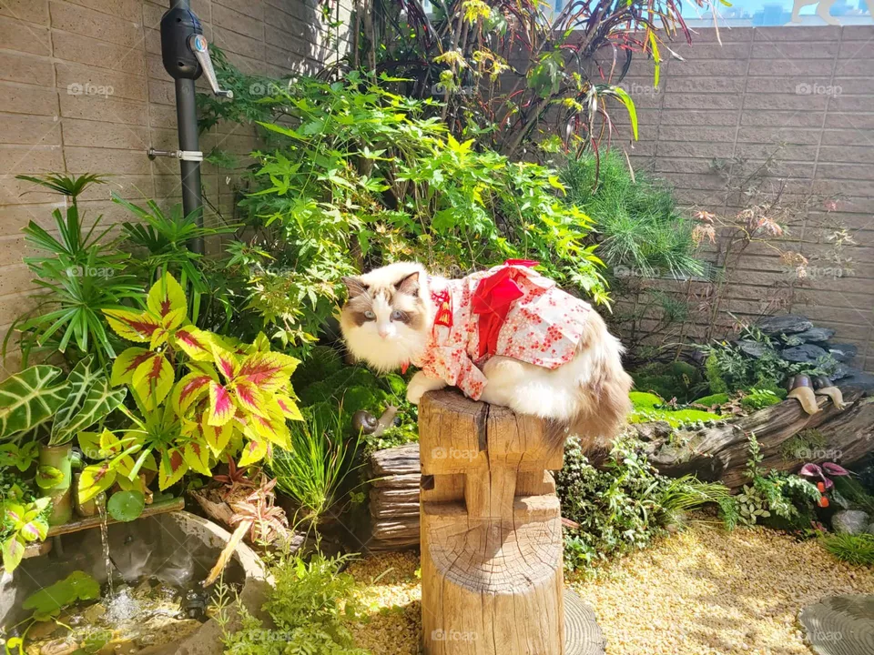 Cat Girl