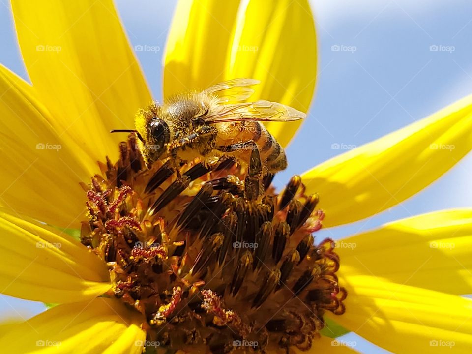 Honeybee pollinating a yellow sunflower on a sunny day