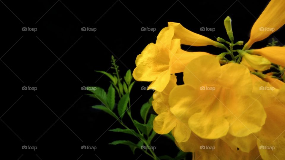 Beautiful yellow flowers in the black background