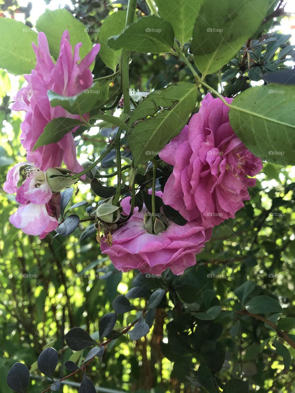 Pink roses in garden 