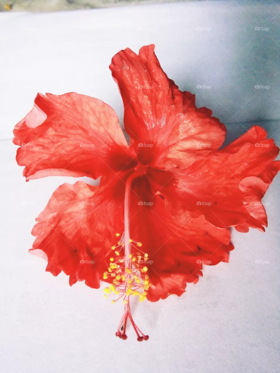flower,lovely flower pics,red flower picture,A great photo, a photo for everyone, a memorable photo, a no.  photo, a cherished photo, a beautiful photo, a great photo for the best people, a sample of beautiful photography