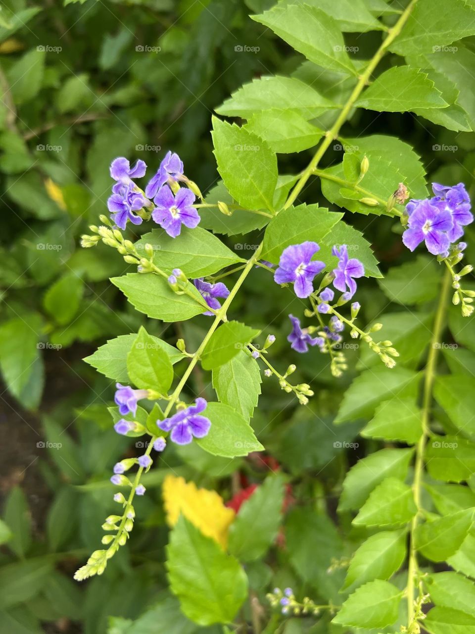 Closeup of small purple flowers called Duranta or golden dewdrop? I like the second one lol!