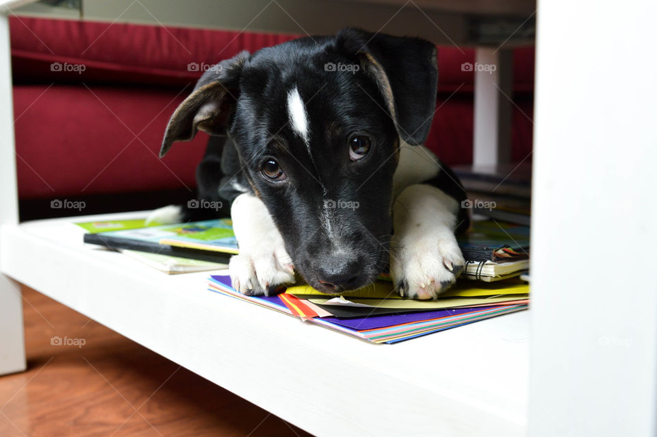 Mixed breed puppy laying on the bottom of a coffee table