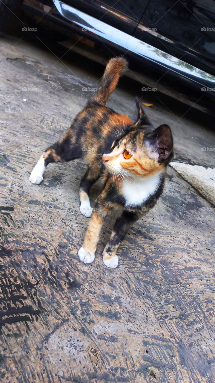 A cat with beautiful fur is walking while looking