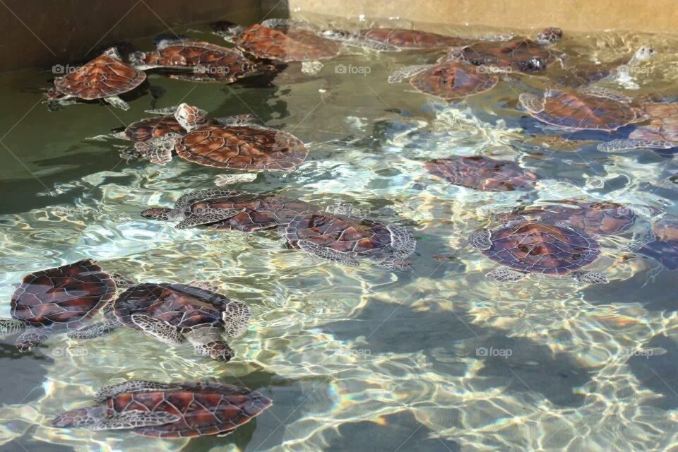 Turtles