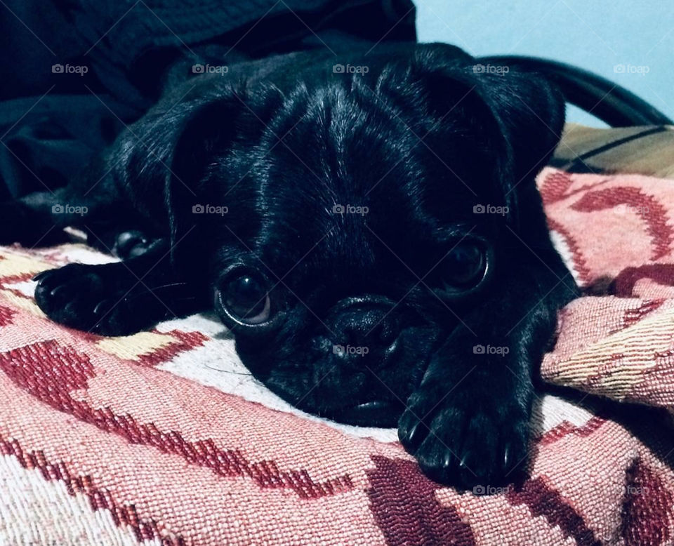 Pug😘