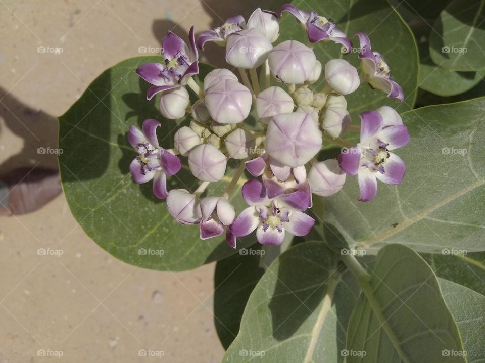 calotropis procera madar akkara flower white nd purple colour looks very beautiful generally found everywhere fresh seasonal very poisonous species