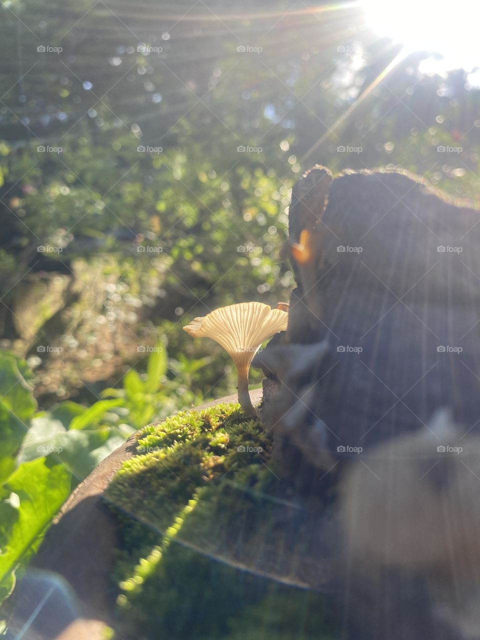 sunshine with mushroom