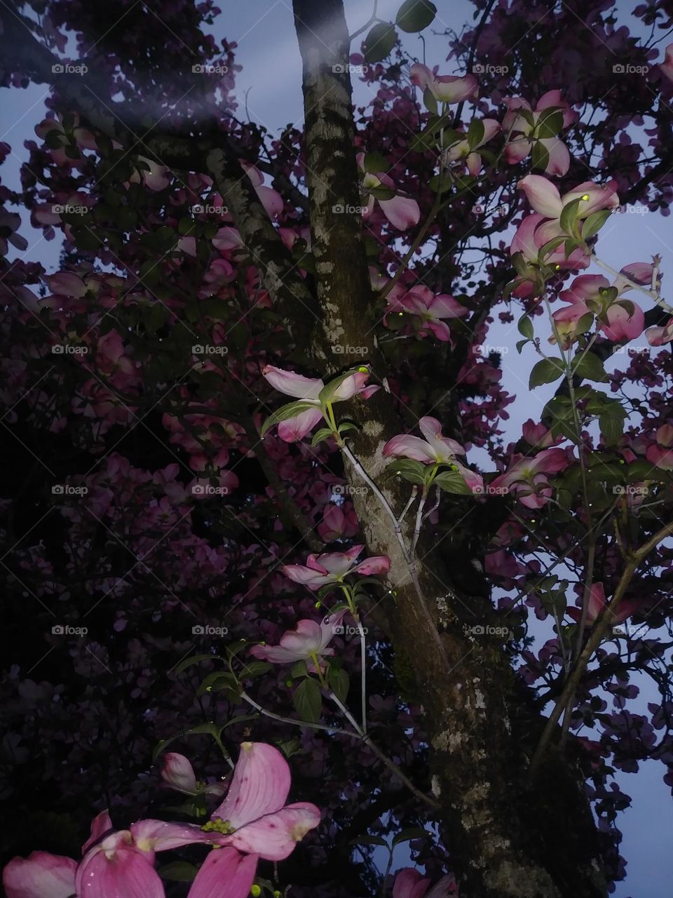 dogwood tree at night