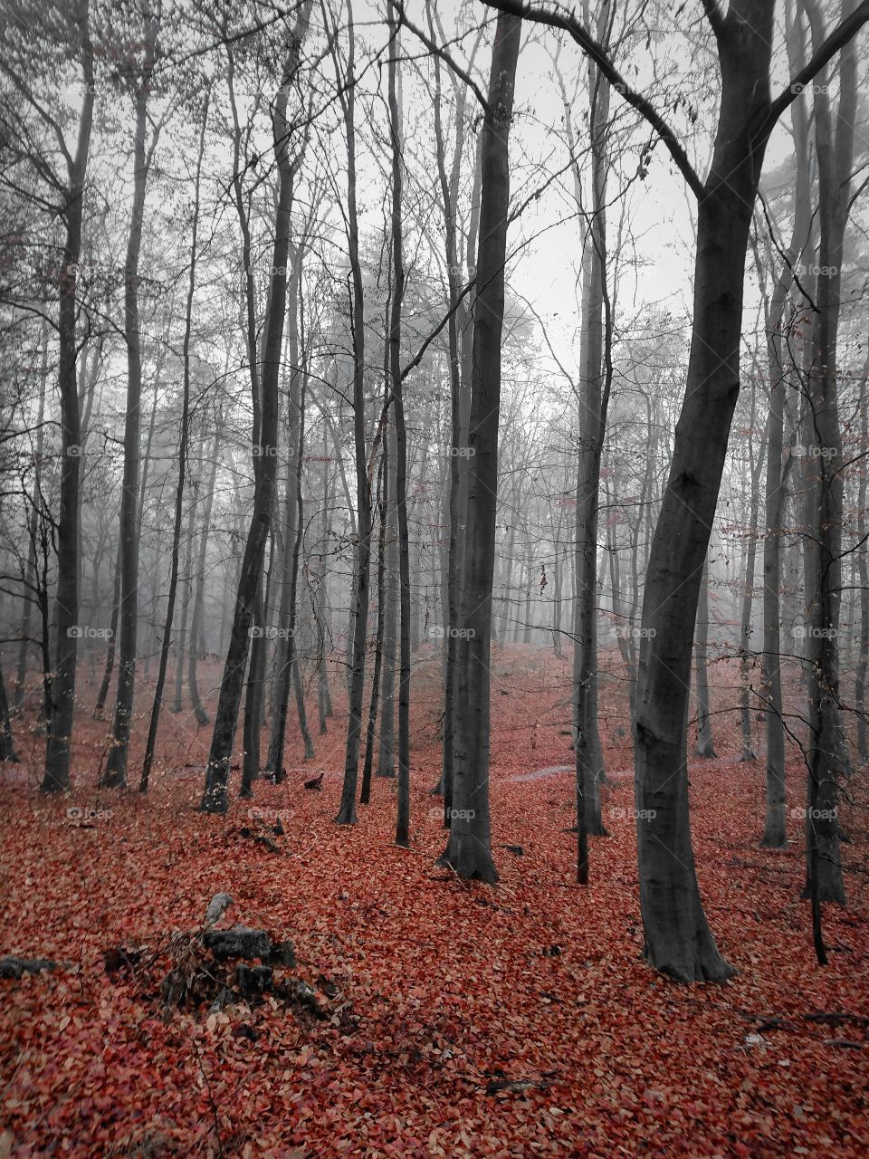 View of autumn trees