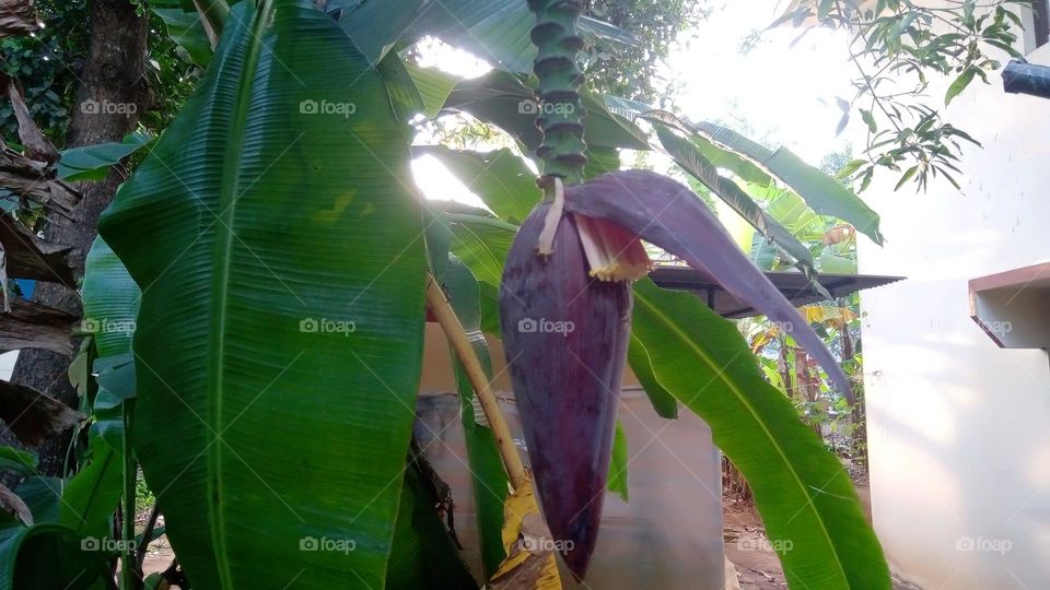banana tree