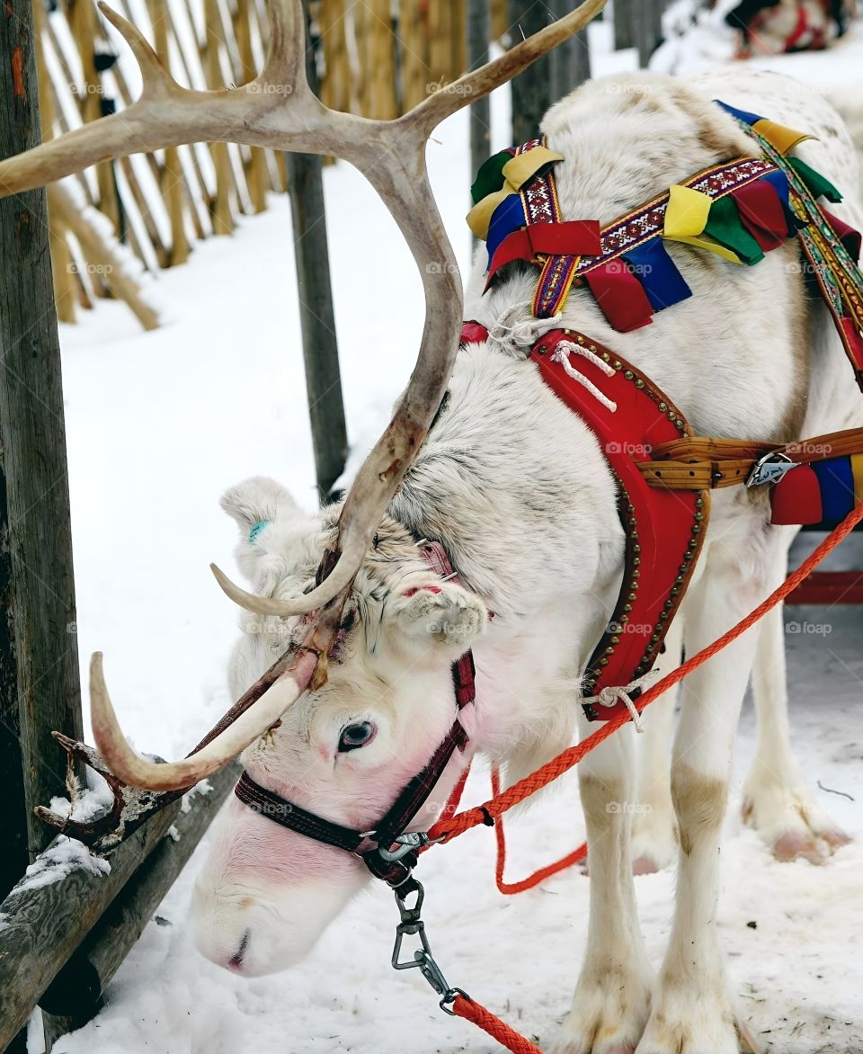 reindeer in snow