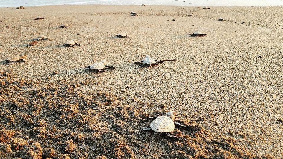 baby turtles going to sea