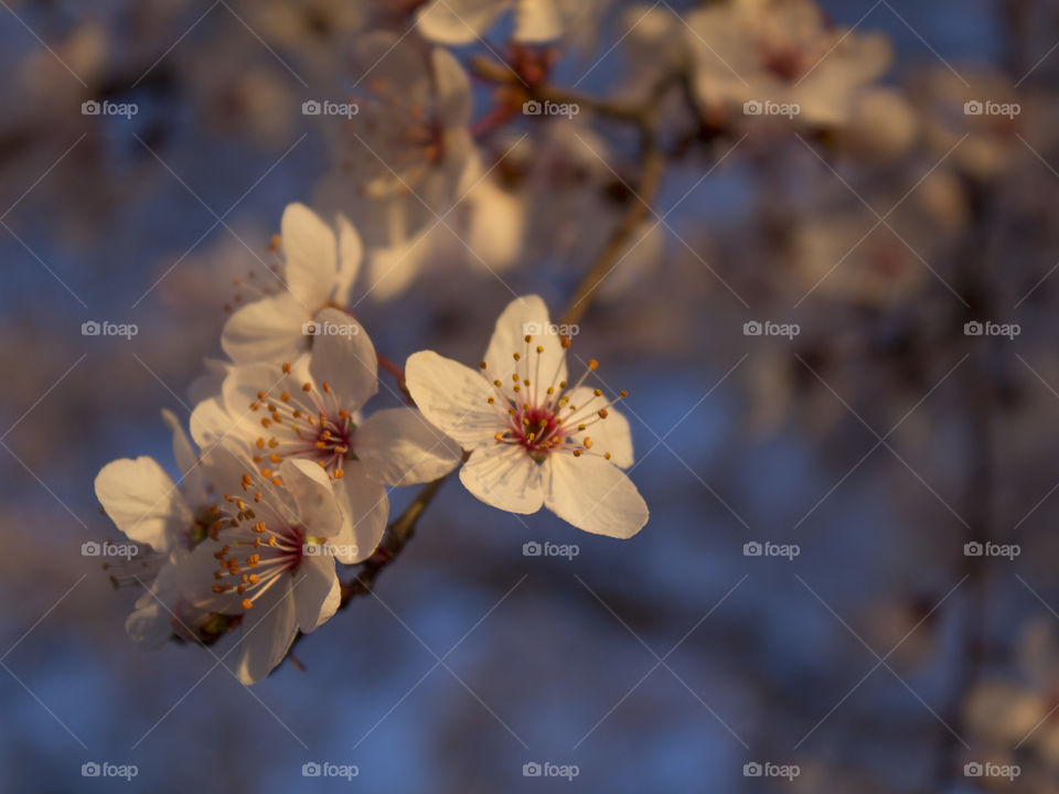 Cherry Blossoms. Cherry blossoms in the light of the sunrise