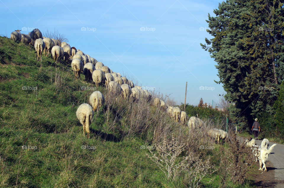 climbing sheeps
