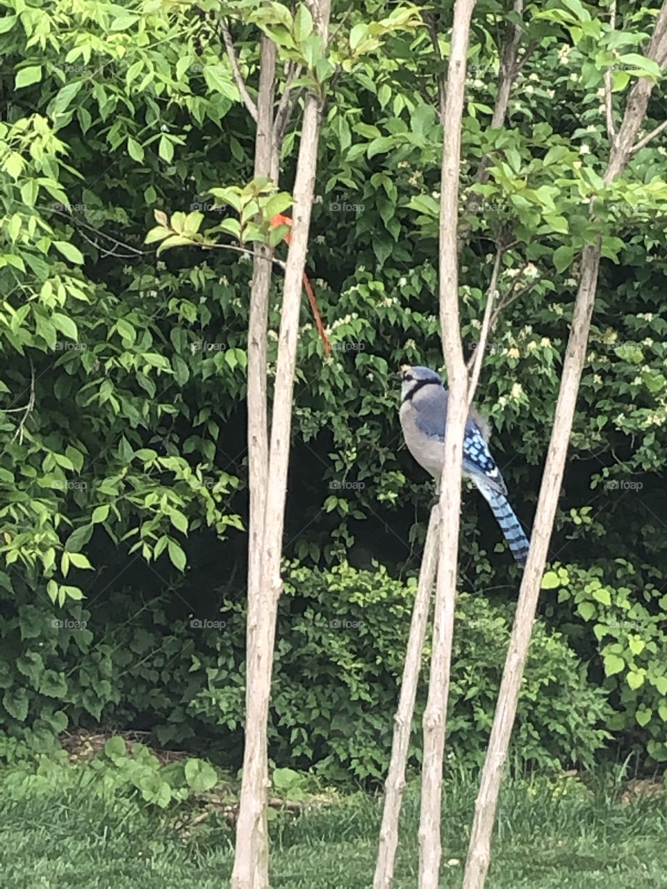 Blue jay 