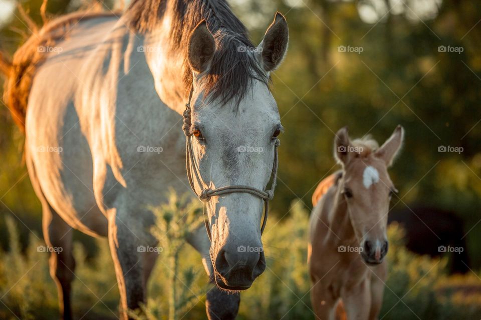 Herd of horses at sunset. Spanish PRE foals