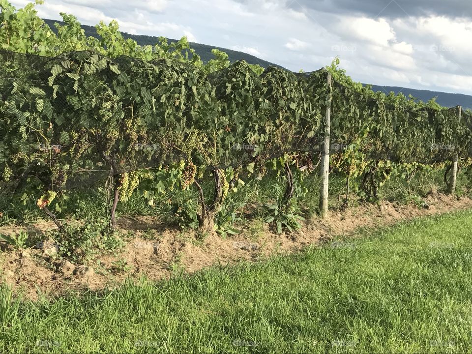 Hanging grape clusters 