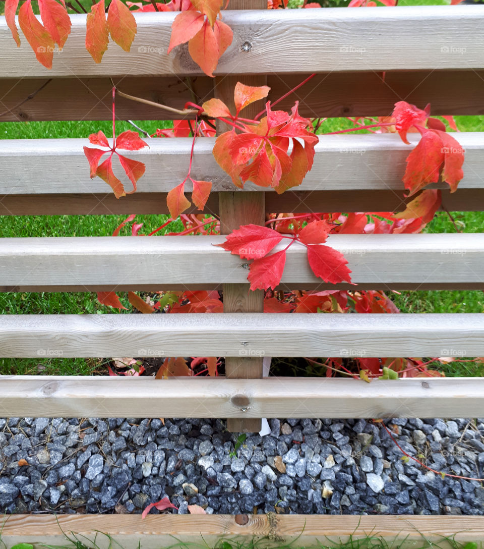 autumn leaf fen