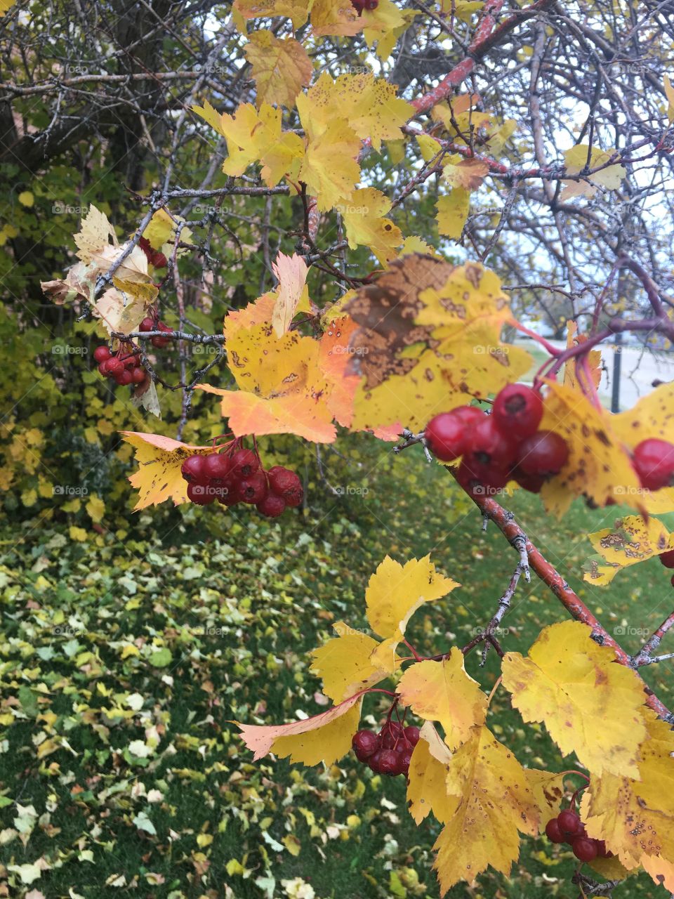 Fall leaves and berries 