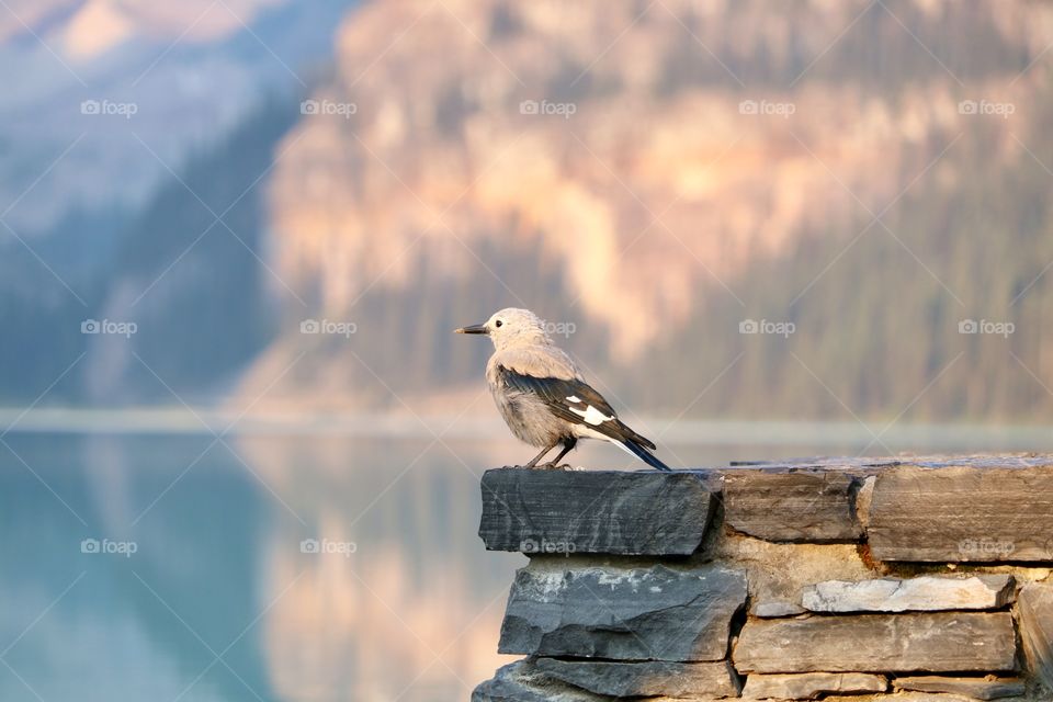 Room with a view; a Clark's Nutcracker Crow perched in a stone wall facing scenic beautiful Lake Louise in Canada's Rocky Mountains in Banff National Park, Alberta 