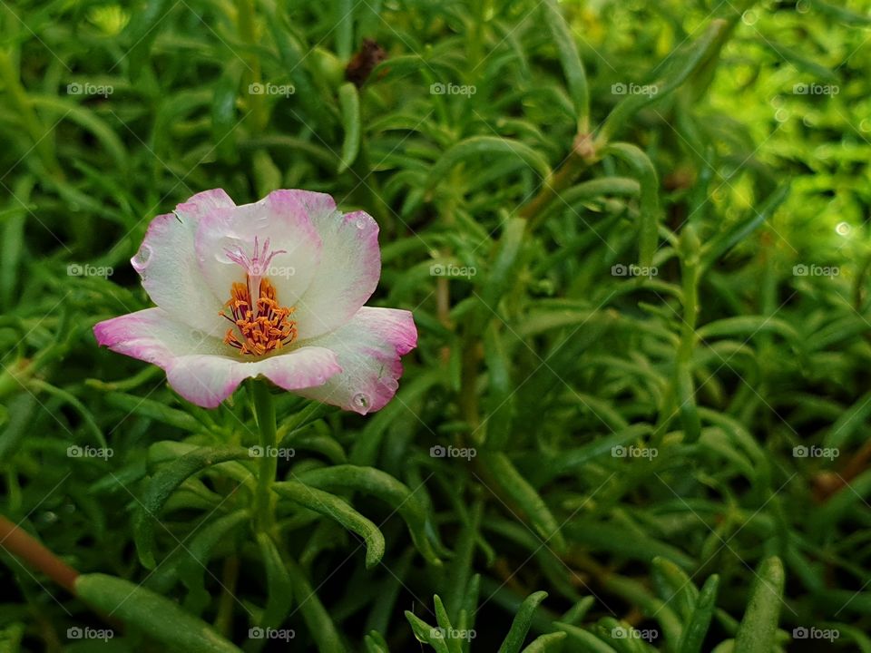  Portulaca Grandiflora or Moss-rose