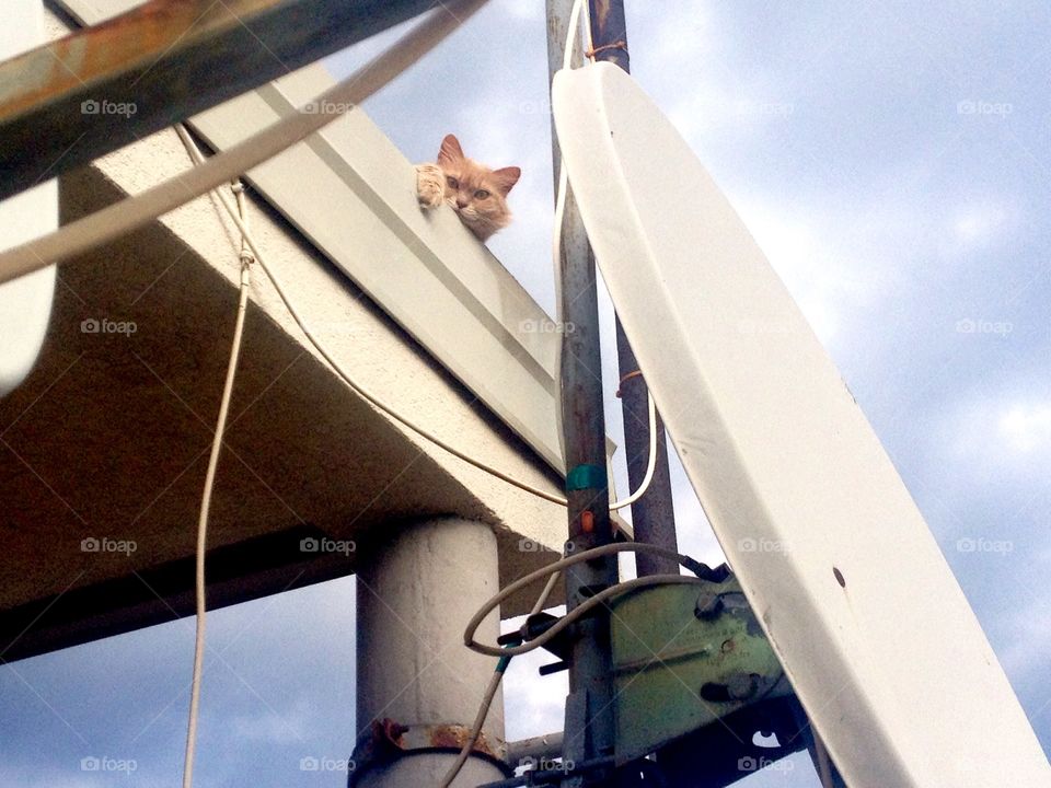 Cat on roof
