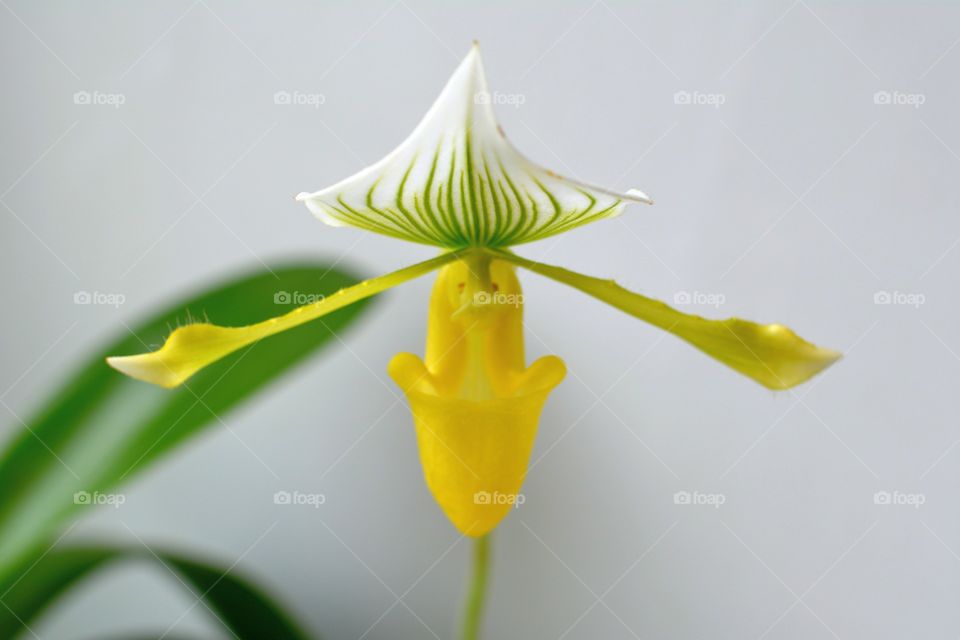 beautiful flowers house plant in the pot