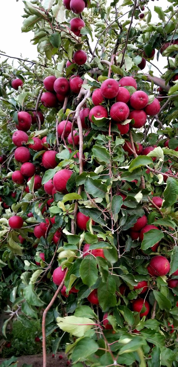 apples are ready