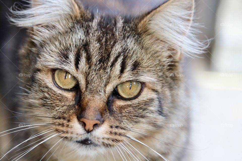 Yellow eyed tabby cat hairy ears closeup 