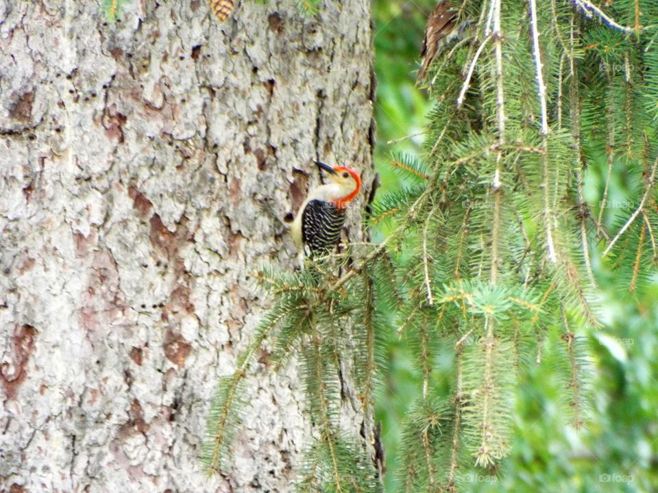 I'm hiding, you can't see me